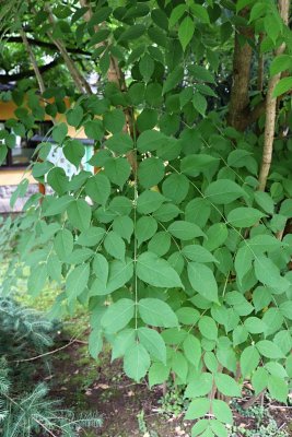 Aralia spinosa - arálie ostnitá - postavení listů